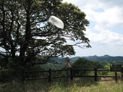 訪花性昆虫の長竿採集