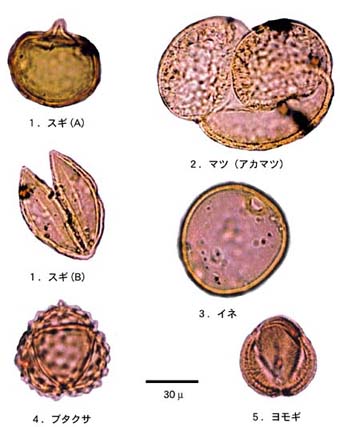 図3 舟田池の底の花粉群1