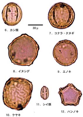 ​図4 舟田池の底の花粉群2