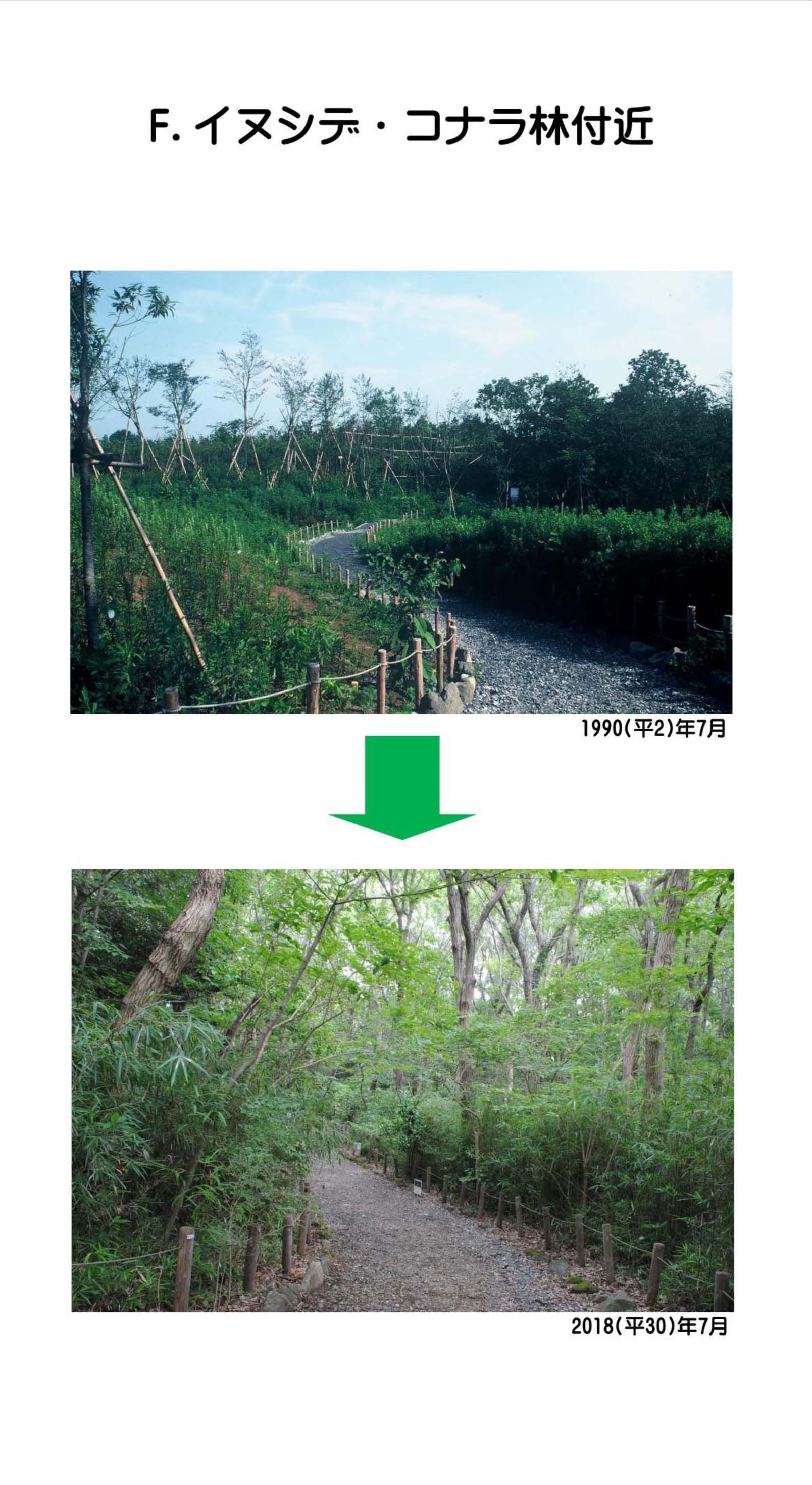 F.イヌシデ・コナラ林付近の変遷
