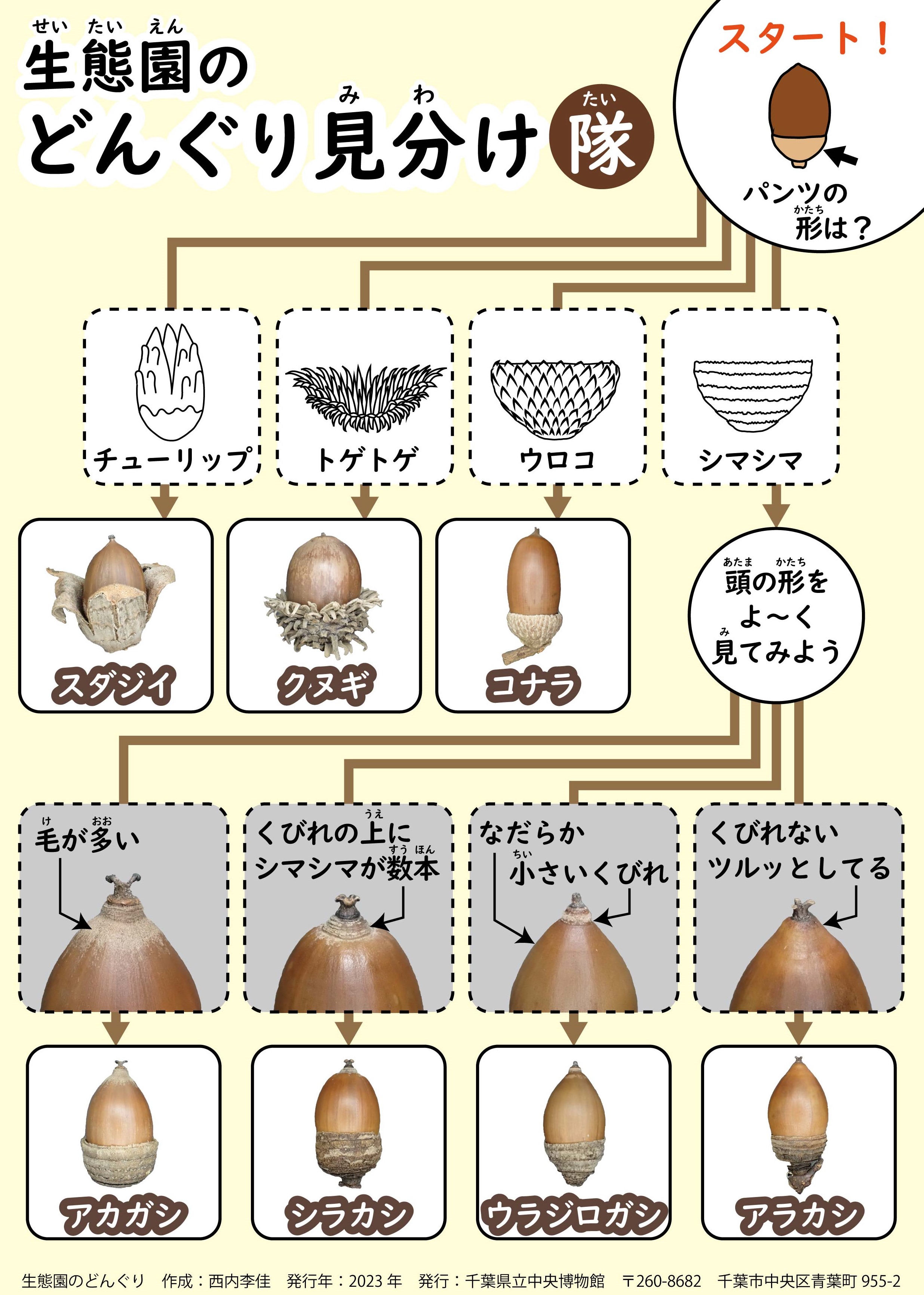 生態園のどんぐり見分け隊