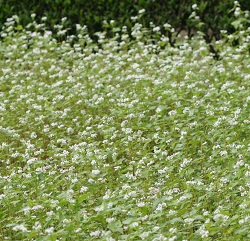 ソバの花