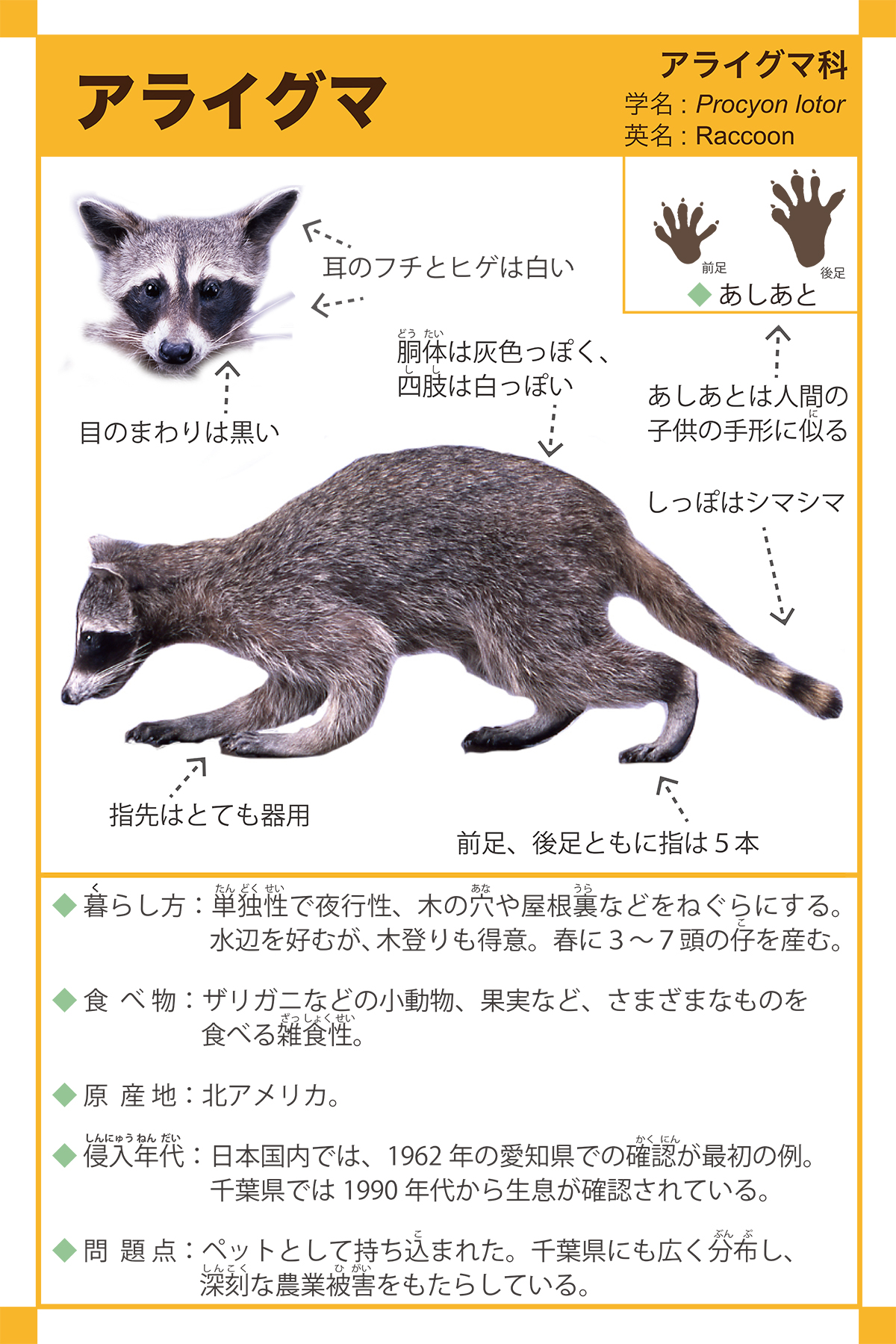 アライグマの解説