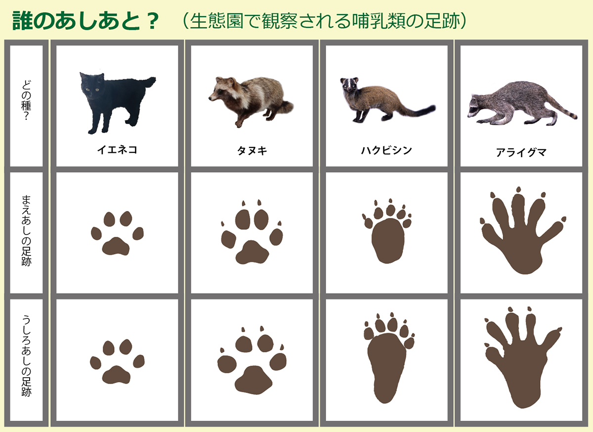 ハクビシン 足跡 住宅街でよく見る動物はハクビシン タヌキ 害獣は足跡で見分ける