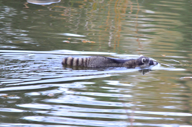 アライグマの写真