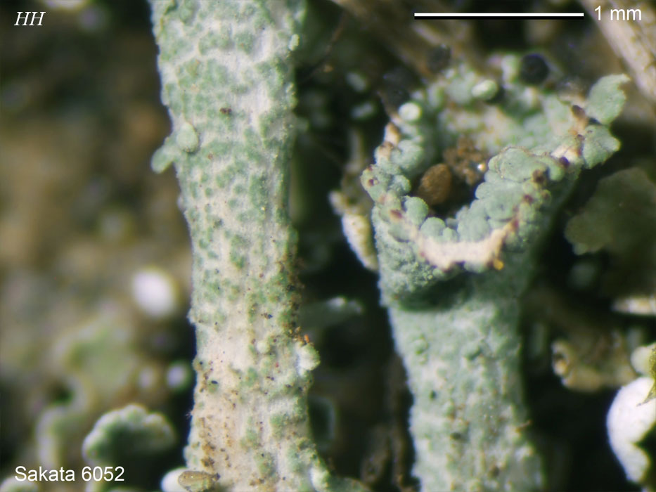 Cladonia humilis ヒメジョウゴゴケ
