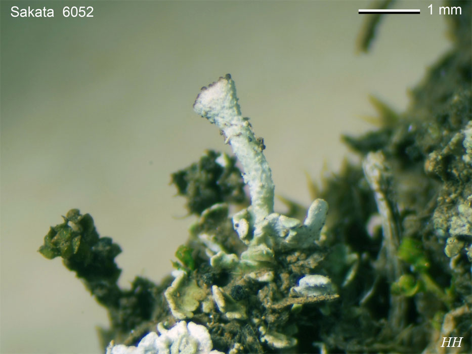 Cladonia humilis ヒメジョウゴゴケ