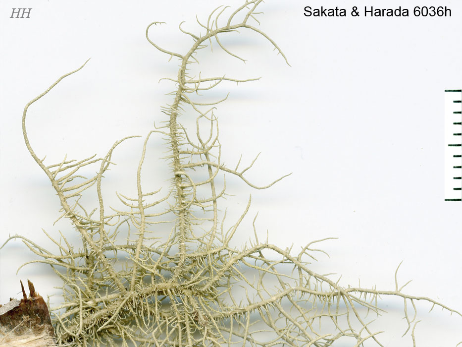 南米のサルオガセギス 南米のサルオガセギス Markia hystrix(サルオガセギス