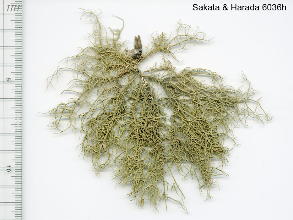 Usnea aciculifera／トゲサルオガセ