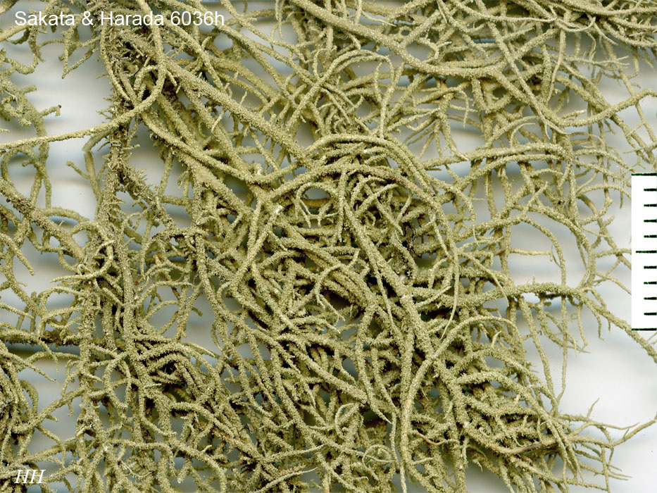 サルオガセ 乾燥標本 希少 珍品 Usnea aciculifera／トゲサルオガセ