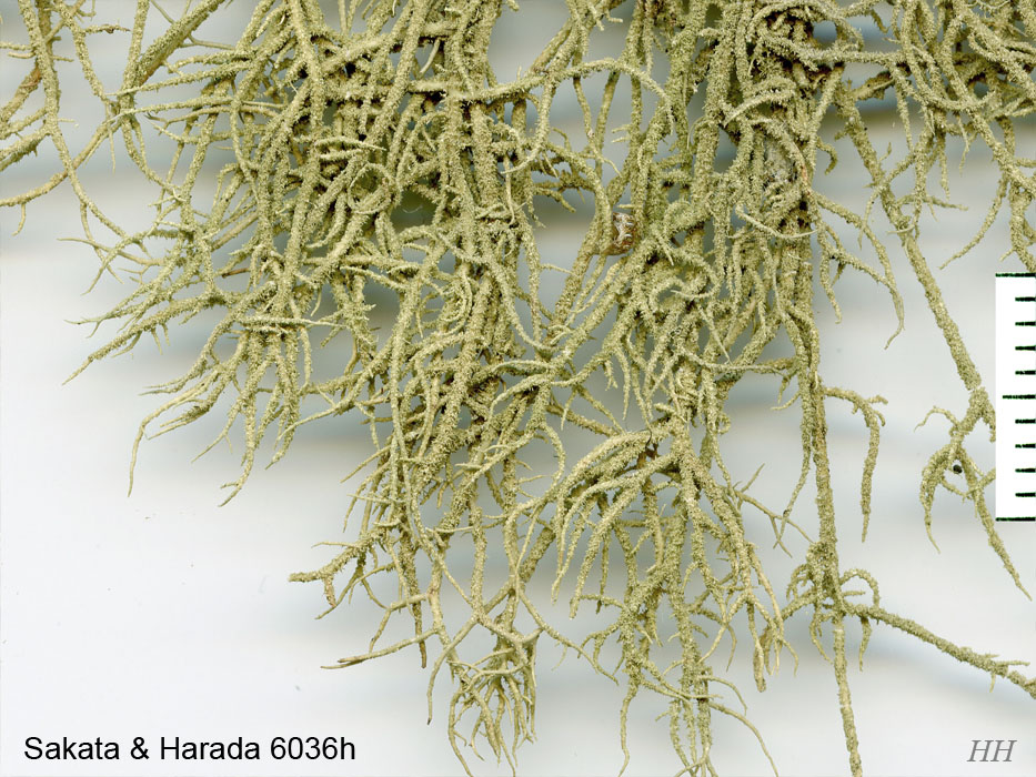 Usnea aciculifera／トゲサルオガセ