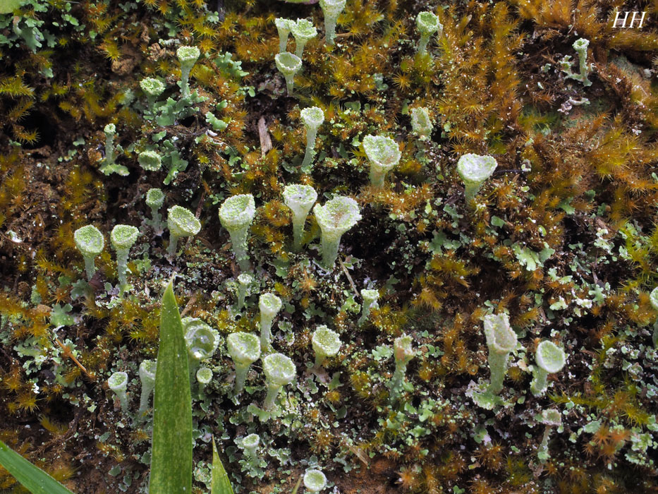 Cladonia humilis ヒメジョウゴゴケ