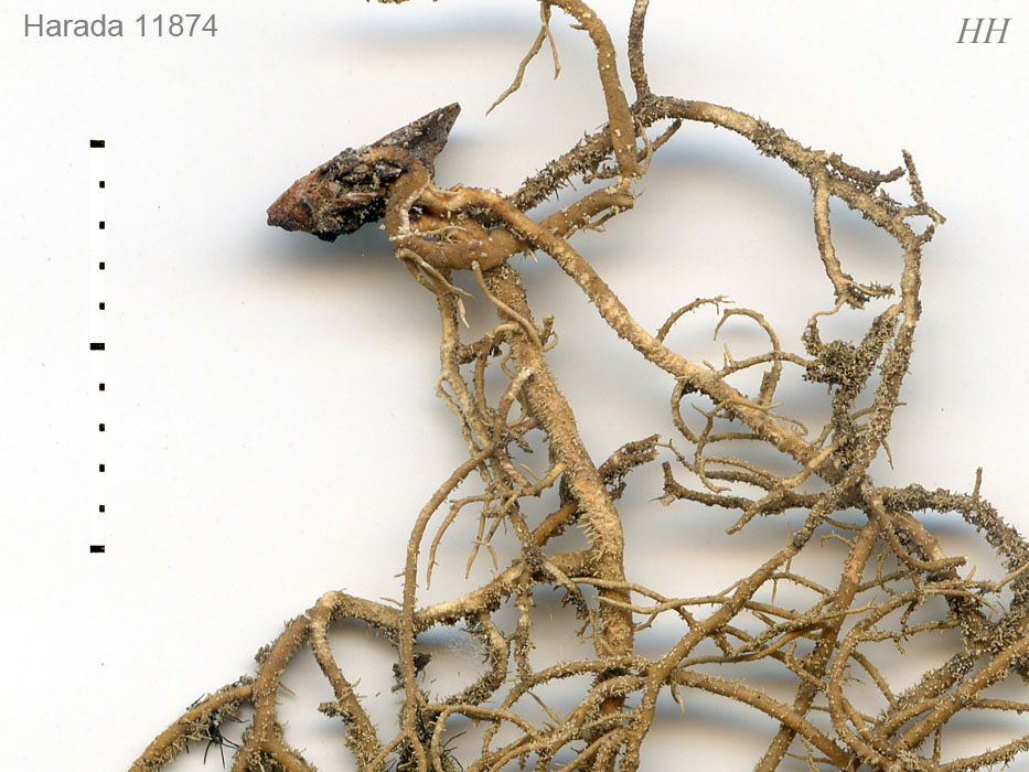 Usnea aciculifera／トゲサルオガセ