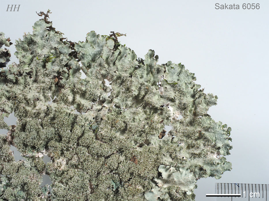Punctelia rudecta トゲハクテンゴケ