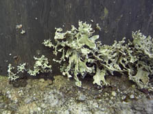 ramalina yasudae