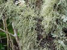 ramalina peruviana