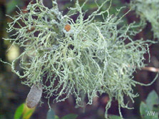 ramalina peruviana