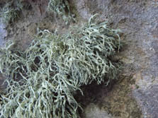 ramalina litoralis