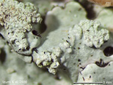 Myelochroa
