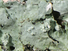 Myelochroa