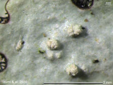 Myelochroa