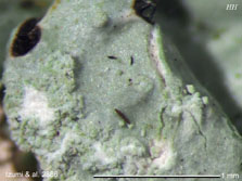 Myelochroa