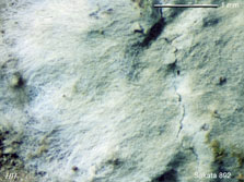 ph
