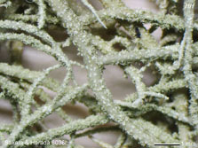 ph