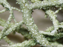 ph