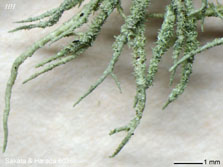 ph