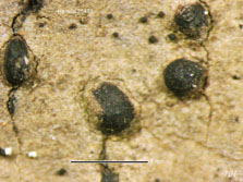 macrocarpoides