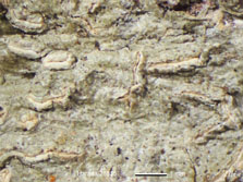 undulata