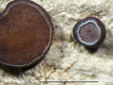 megalospora