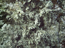 ramalina yasudae