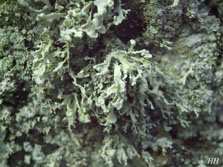 ramalina yasudae