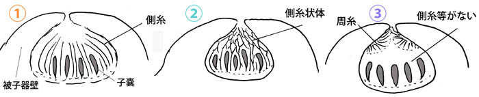 karoowia