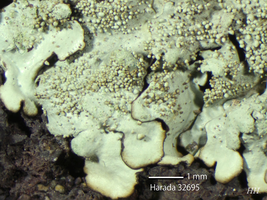 日本の地衣類 Xanthoparmelia claviculata／ノルロバリドンキ