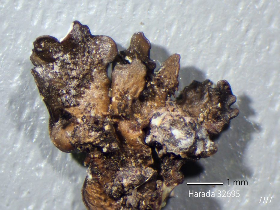 ✨✨✨オキナワガンピ【レアクロ系◎竜岩石幹肌形】検/クロボンサイ ✨✨✨オキナワガンピ【レアクロ系◎竜岩石幹肌形】検