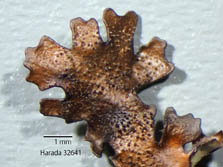 xanthoparmelia