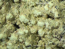 lecanora