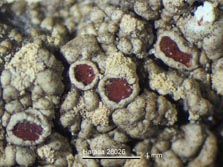 lecanora