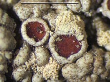 lecanora