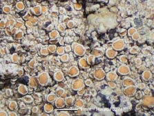 lecanora