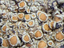 lecanora