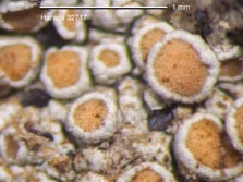 lecanora