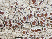 lecanora