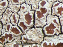 lecanora