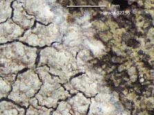 lecanora