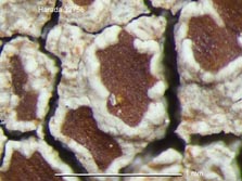 lecanora