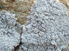 lecanora